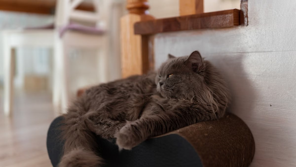 A fluffy Persian cat lounging indoors on a cushion, exuding coziness and tranquility.